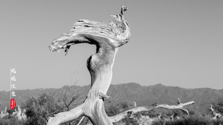 Ma Yemin - The-spirit-of-Populus-euphratica-2